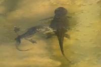 Lissotriton helveticus