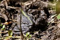 Pelophylax