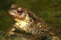 Bufo