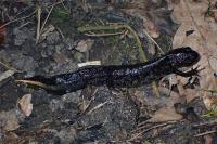 Triturus cristatus