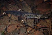 Lissotriton vulgaris