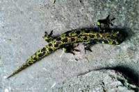 Triturus marmoratus