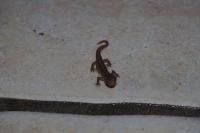 Lissotriton helveticus