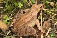 Rana dalmatina
