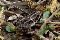 Pelophylax