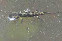 Salamandra salamandra