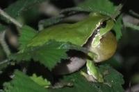 Hyla arborea