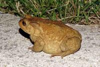 Bufo