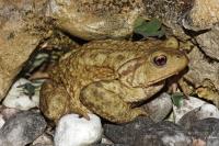 Bufo