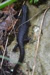 Triturus cristatus