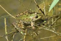 Pelophylax ridibundus