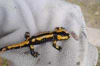 Salamandra salamandra