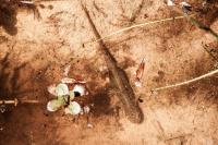 Lissotriton helveticus