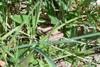 Rana dalmatina