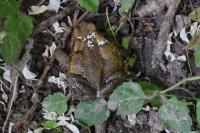 Bufo sp(spinosus/bufo)
