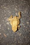 Bufo sp(spinosus/bufo)