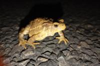 Bufo sp(spinosus/bufo)