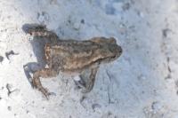 Bufo spinosus