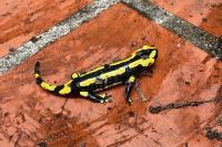 Salamandra salamandra