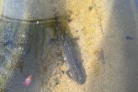 Lissotriton helveticus