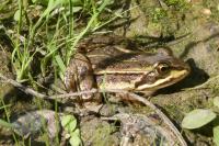 Pelophylax