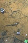 Salamandra salamandra