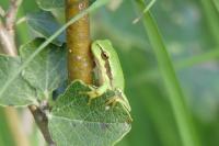 Hyla arborea