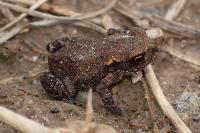 Bufo spinosus