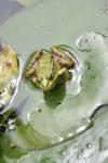 Pelophylax