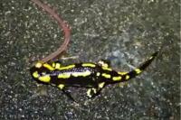 Salamandra salamandra