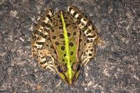 Grenouille verte 