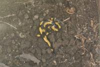 Salamandra salamandra