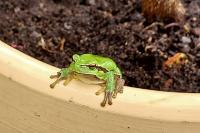 Hyla arborea