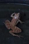 Rana dalmatina