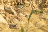 Pelophylax kl. esculentus