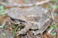 Bufo spinosus