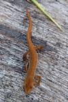 Lissotriton helveticus