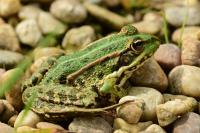 Grenouille verte 