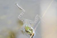 Pelophylax