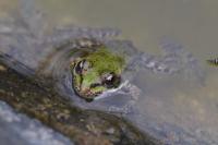 Pelophylax