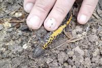 Triturus cristatus