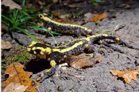 Salamandra salamandra