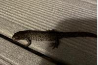Triturus cristatus