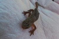Lissotriton helveticus