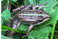 Pelophylax