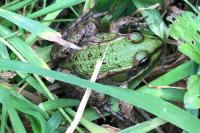 Pelophylax