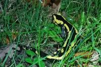 Salamandra salamandra