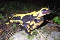 Salamandra salamandra