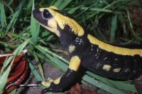 Salamandra salamandra