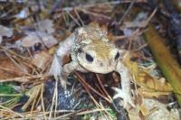 Bufo